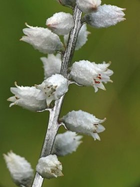 Aletris Farinosa Root Extract