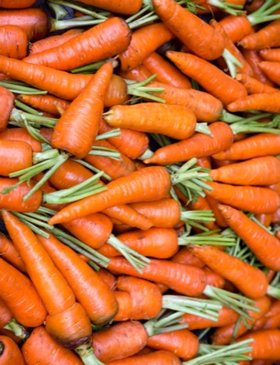 Daucus Carota Sativa Root Extract