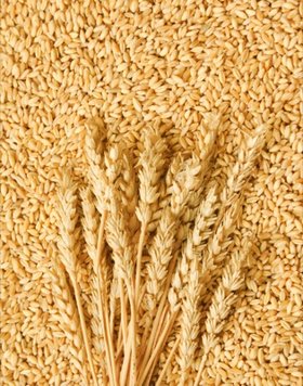 Potassium Palmitoyl Hydrolyzed Wheat Protein